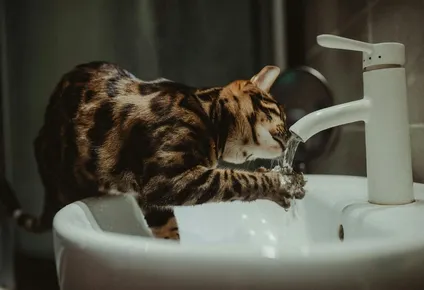 Los gatos pueden ser tan selectivos con su agua como lo son con su comida.
