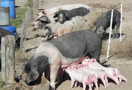 masivo sacrificio de cerdos en china