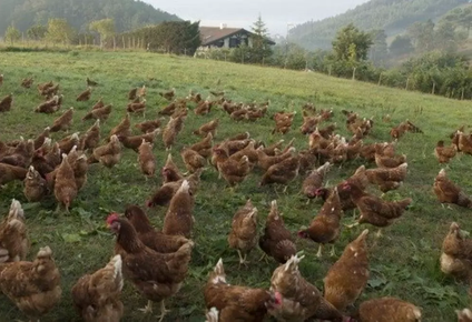 Las gallinas deberán ser encerradas en corrales en 40 municipios de Galicia.